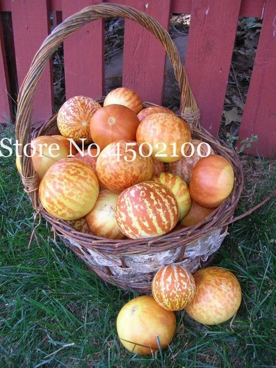 Rare Tiger Melon Heirloom Organic Bonsai, Delicious Fruit Plants & seeds Frafrant And Sweet To Fast Growing