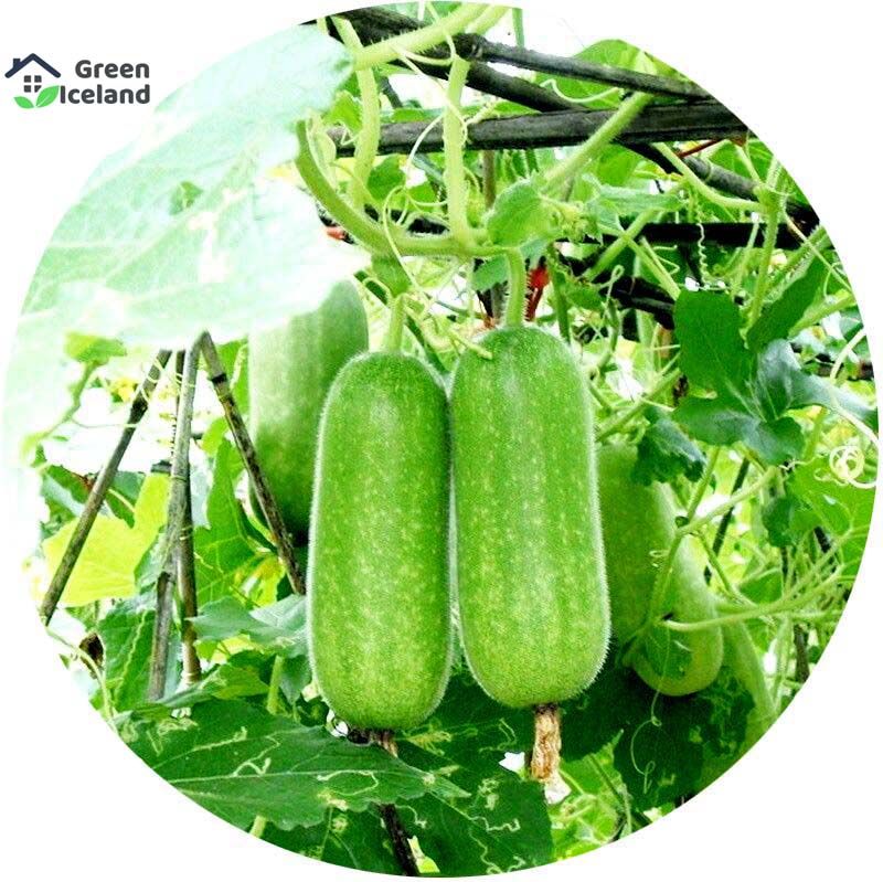 All Season Chalkumra Seeds (চালকুমড়া বীজ) - 30 Pcs Seeds