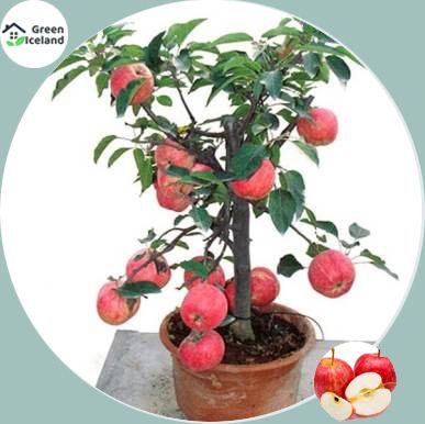 30 Pcs Natural Delicious Potted Apple Seeds