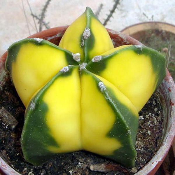 100 Pcs Bromeliad Cactus Seeds Bromeliad Cactus Rare Colorful Flower Courtyard Succulent Flower For Home Garden Supplies