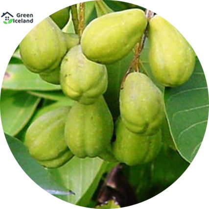 All Season Haritoki Seeds  - 10 Pcs Seeds