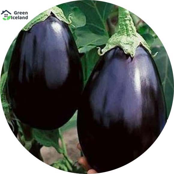 Black Eggplant Seeds - 20 Pcs Seeds