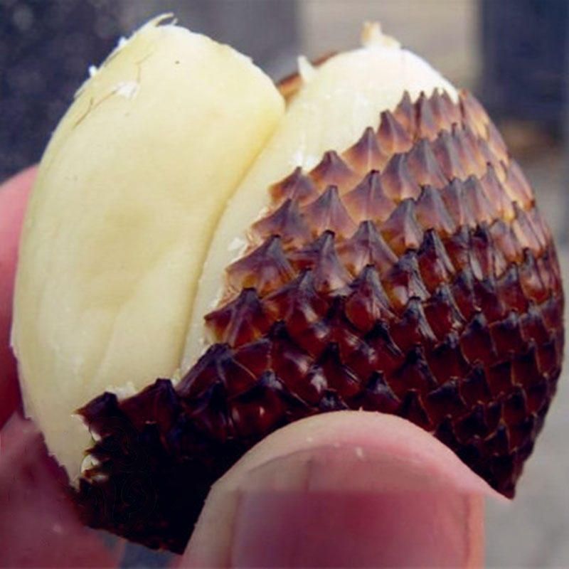 5 Pcs/Pack Gandaria Seeds Snake Fruit Bonsai Healthy And Delicious Fruit Plant Rare Garden Semi Frutta Semente