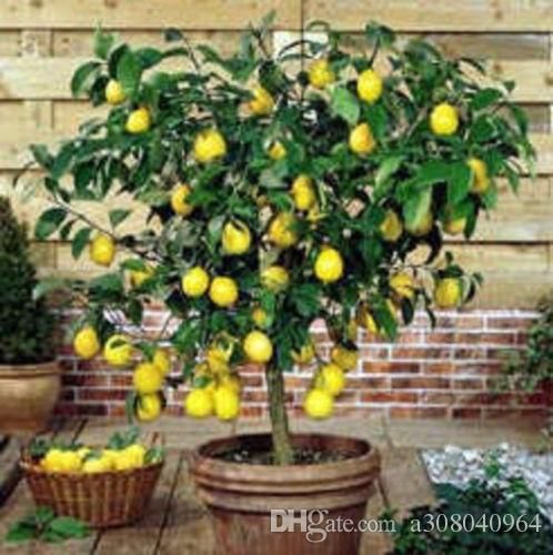 10 pcs Rare Dwarf Lemon Tree Seeds Bonsai Fruit Plant Organic garden decoration plant
