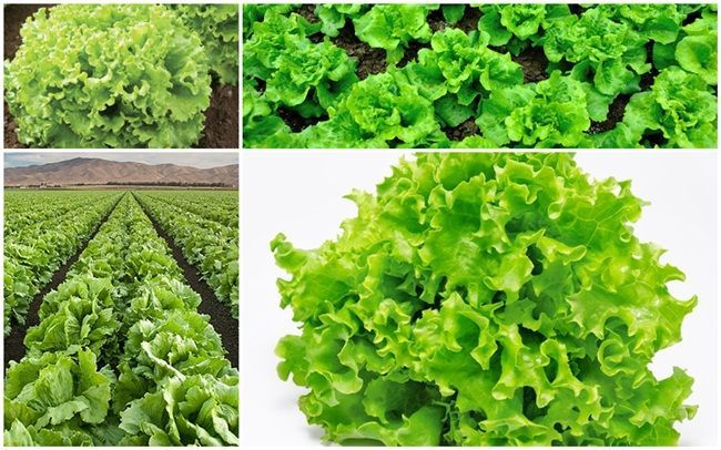 Global Imported Lettuce Seeds (????? ???? ???) - 100 Pcs Seeds