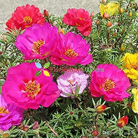 50 Pcs Beautiful Global Portulaca Flower Seeds
