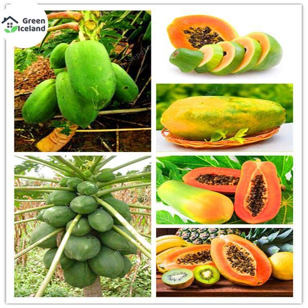 10 Pcs Yellow Gold Papaya Seeds- 10 Pcs Seeds ( Imported Global Seeds )