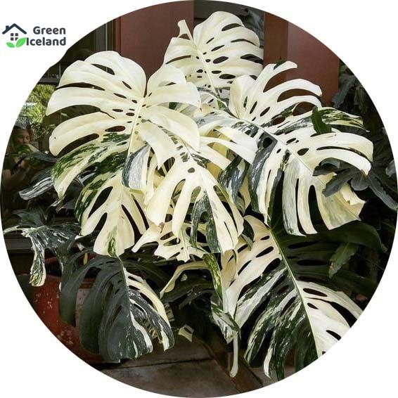 50 Pcs Palm Turtle Leaves Seeds- 50 Pcs Seeds (Global Seeds )
