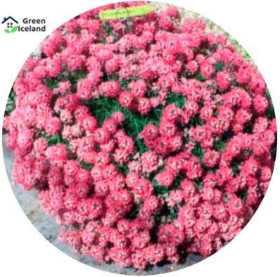 Global Alyssum Flower Seeds - 20 Pcs Seeds