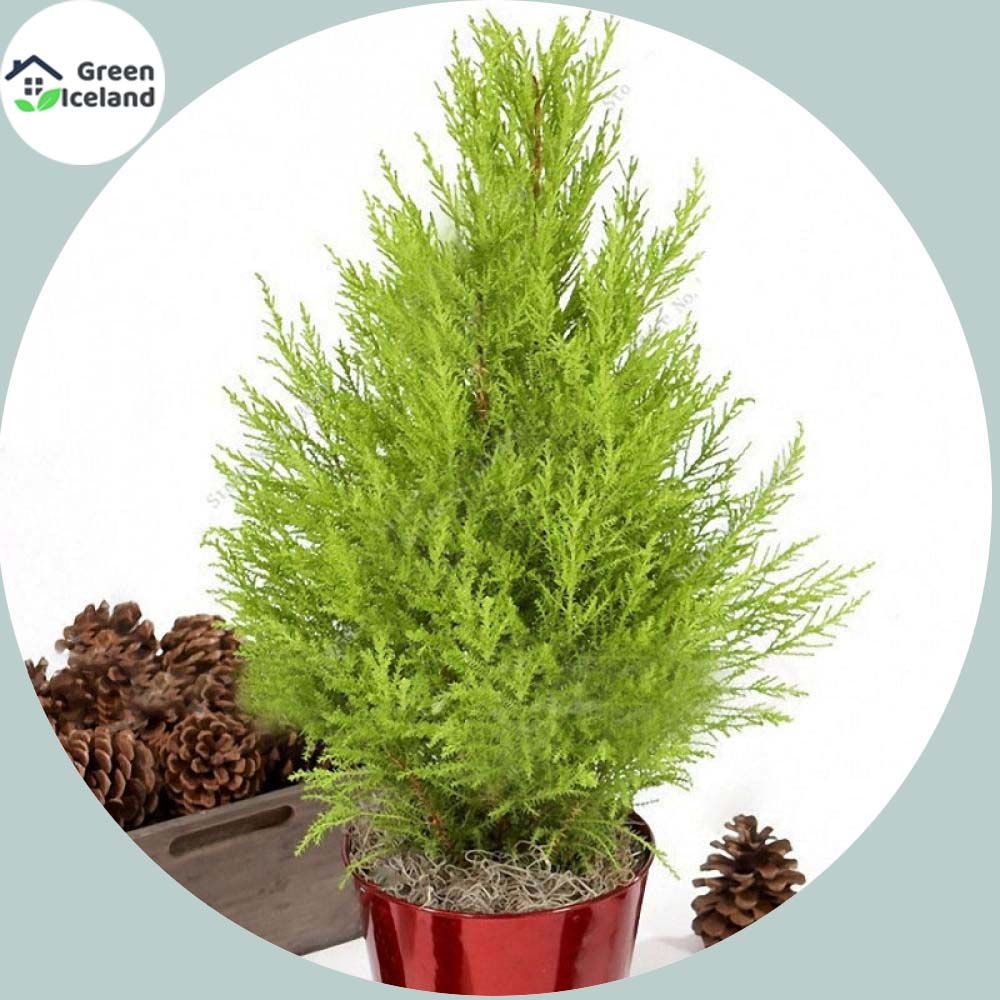 Global Green Cypress Tree Seeds - 5 Pcs Seeds