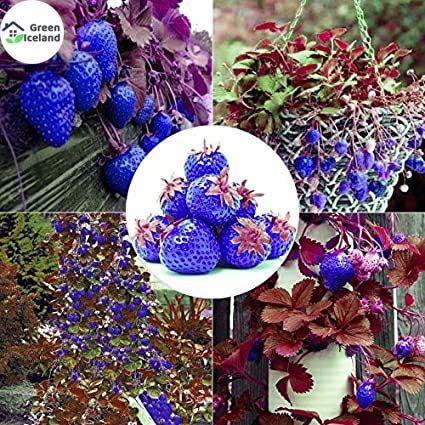 Blue Strawberry Seeds(নীল স্ট্রবেরি বীজ) - 30 Pcs Seeds