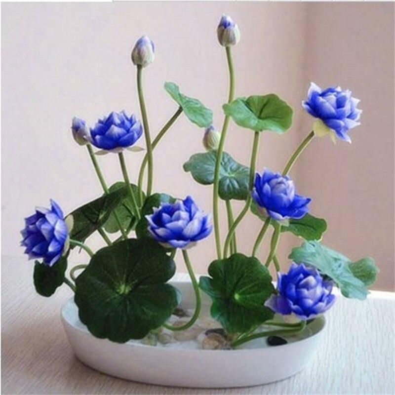 Bonsai flower lotus flower for summer Bowl lotus pots Bonsai garden plants-5Pcs seeds