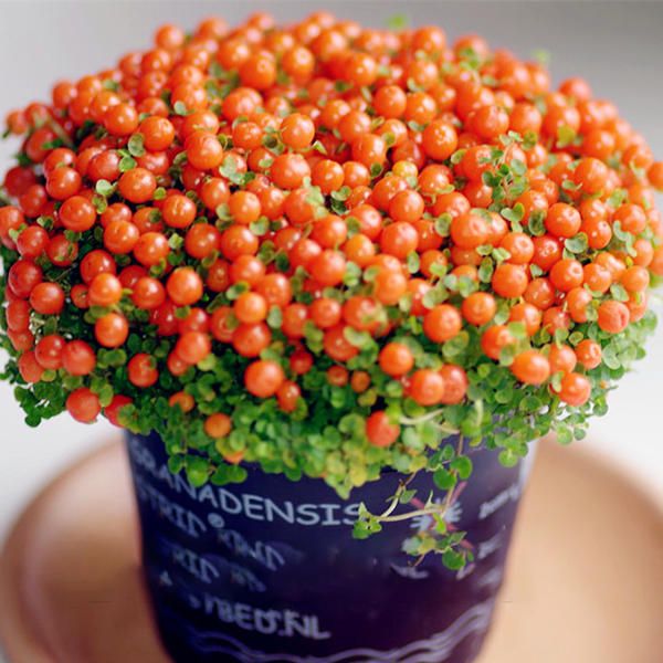 40 pcs Lamp Beads Grass Seeds Flower Seeds Garden Bonsai Plant for Home Garden Plants