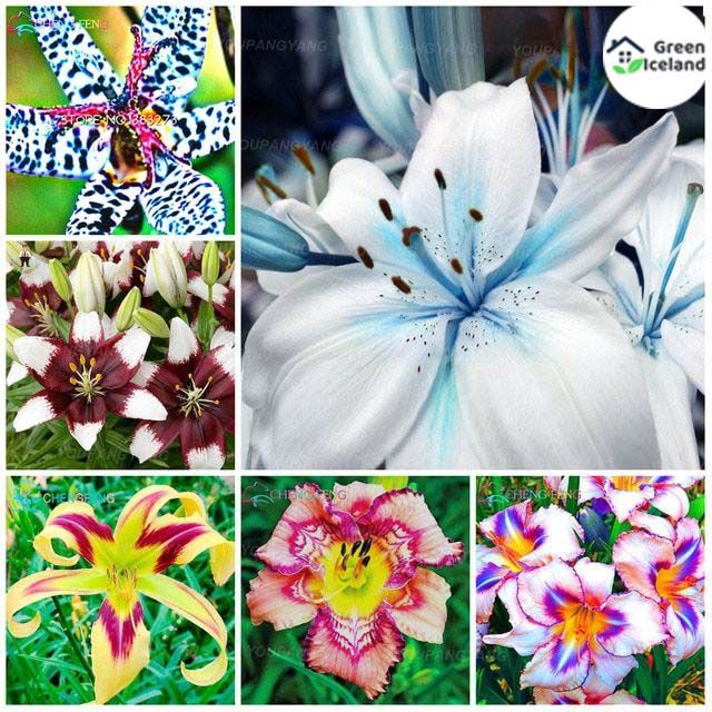 20 Pcs Global Colored Lily of Valley Flower Seeds