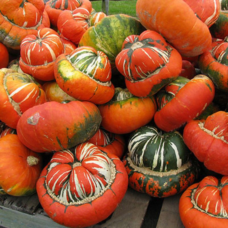 15Pcs Square Watermelons Seeds Home Garden Simple Geometric Sweet Fruit Plants