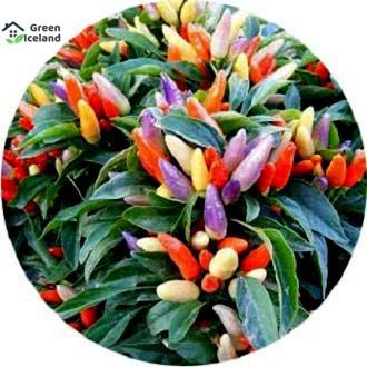 10 Pcs Natural Ornamental Chili Seeds
