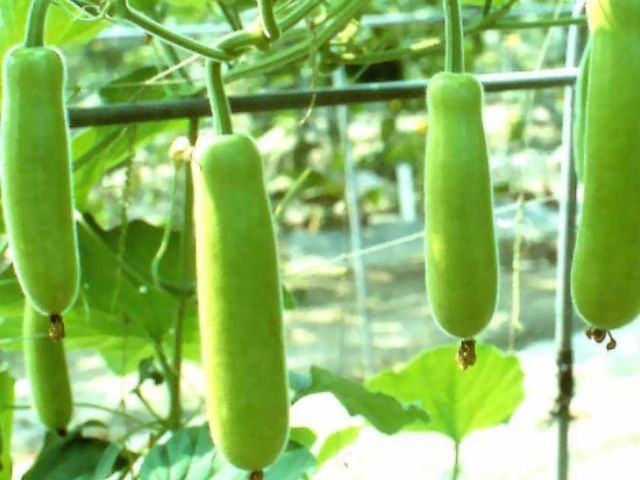 All Season Long Gourd / Lau Seeds (????? ??? ???) - 10 Pcs Seeds