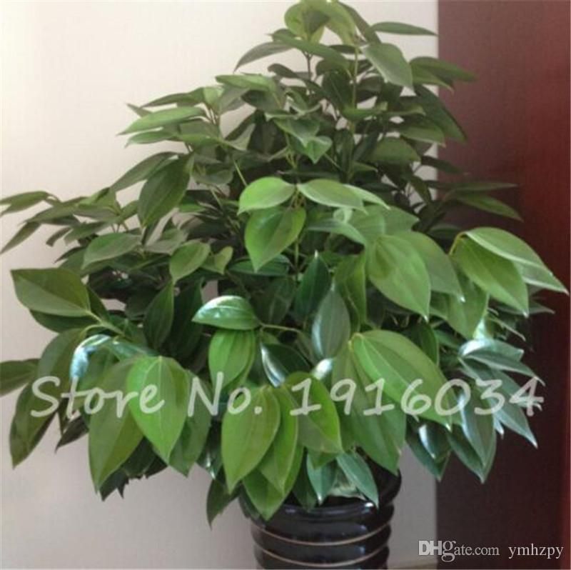 5 Pcs Japanese Cinnamon Seeds Home Garden Plant Very Easy Grow Indoor Bonsai Tree Seeds