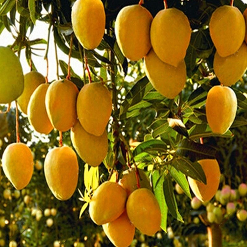 1pc Edible Mango Fruit Seeds Garden Courtyard Outdoor Plants Mango Tree Seed