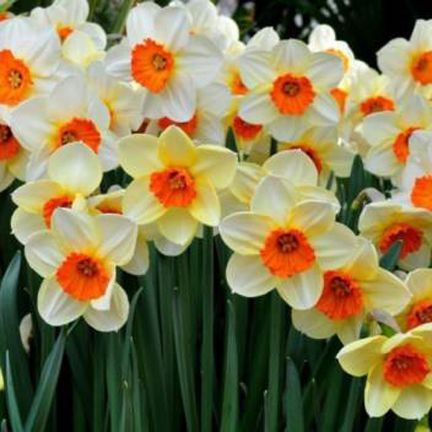 Egrow 20 pcs seeds Daffodil Flower Seeds Aquatic Narcissus Plants Seeds