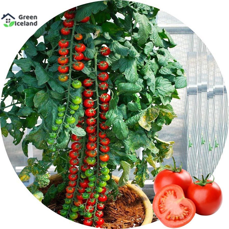 Natural Climbing Red Tomato Seeds - 20 Pcs Seeds