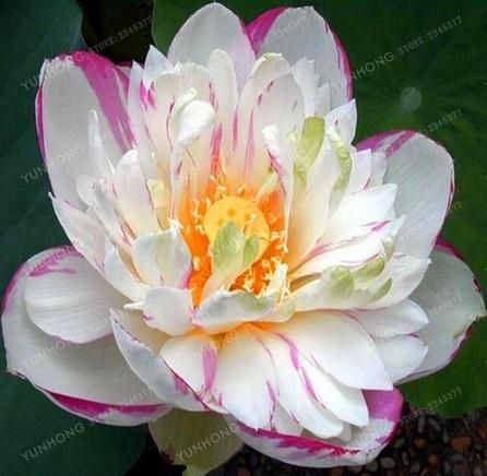 4 Pcs/Bag Lotus Flower Lotus Seeds