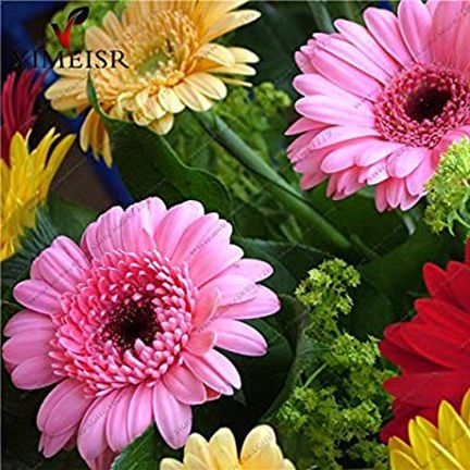 Gerbera Daisy Flower Bonsai Seeds -20 pcs (Imported Global Seeds)
