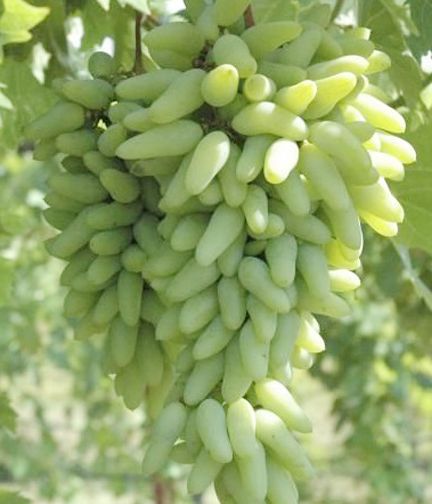 10 Pcs/ Rare Long Green Grape Organic Fruit Natural Grapes Seeds Tob Terrace For Home Garden (বীজ)