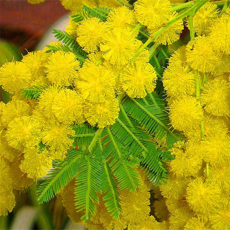 20 Pcs Mimosa Pudica Seeds Acacia Dealbata Tree Plants for Home Garden