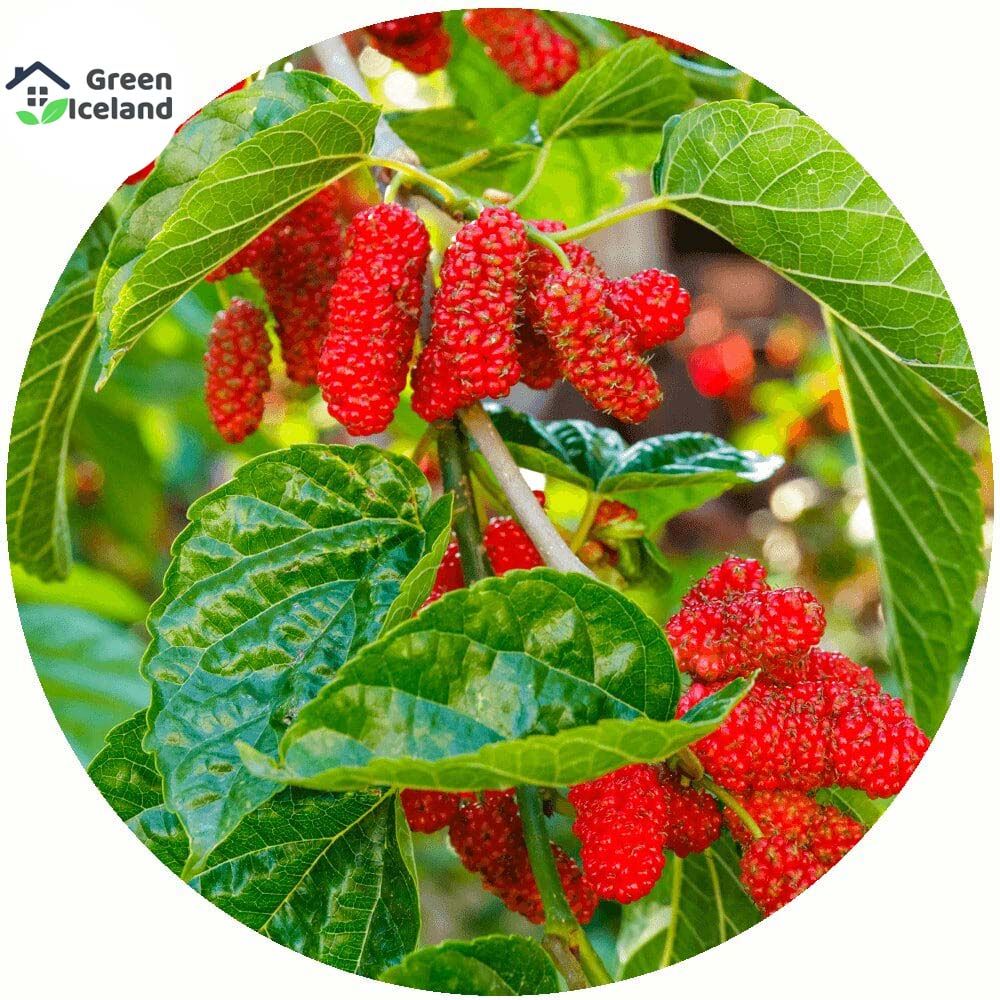 Red Mulberry Seeds - 30 Pcs Seeds (Global Seeds)