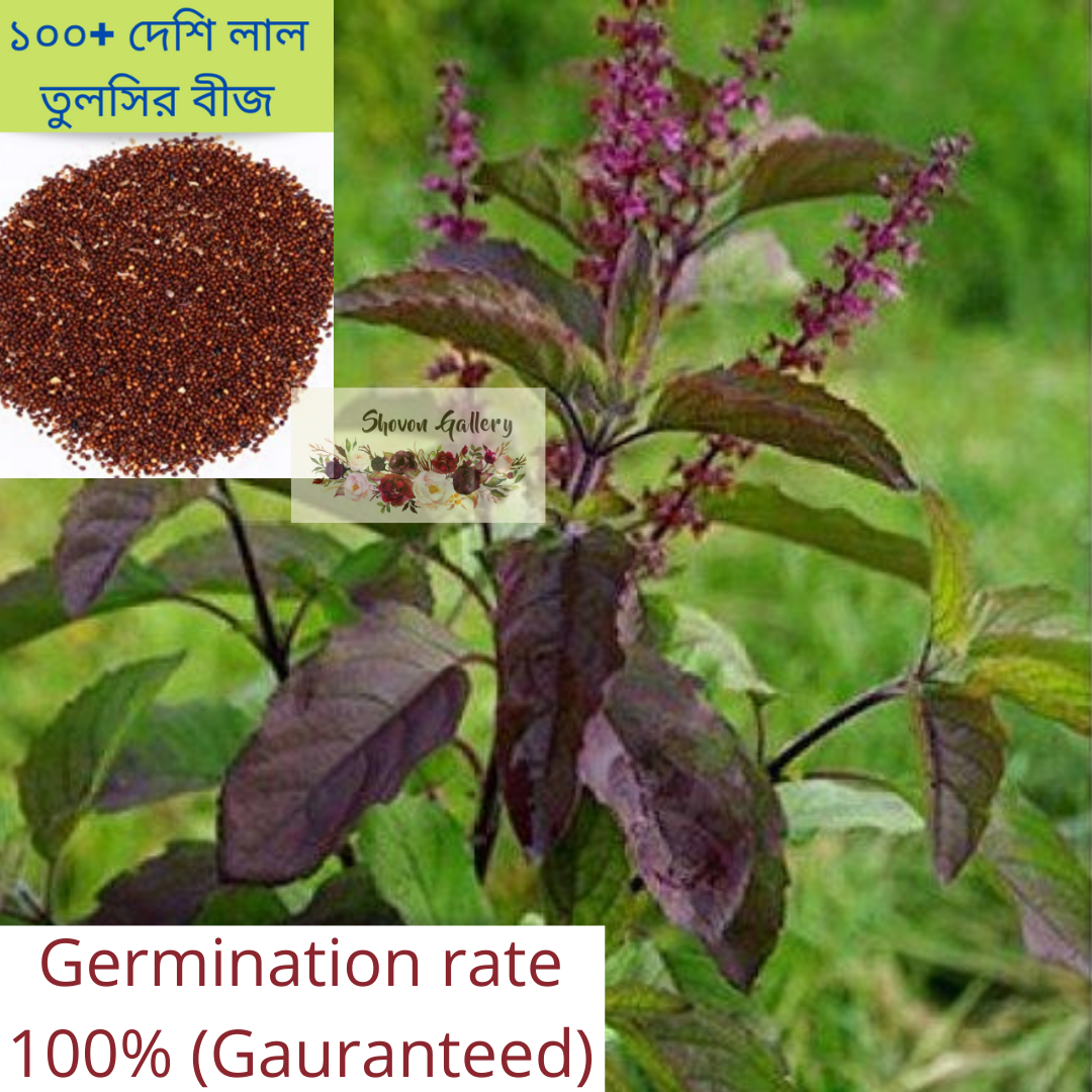 Red Tulsi Seed 100+ lal Tulsi bij