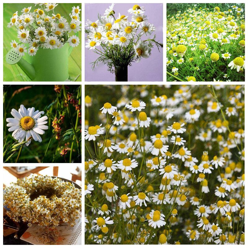 Exotic Chamomile Bonsai Seeds Flower Plant Outdoor Indoor Blooming for Home Garden plant-20Pcs seeds