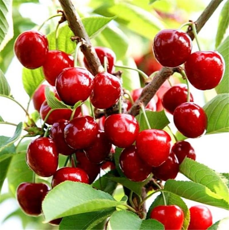 Organic Sweet Japan cherry Seeds for garden- 5pcs seeds