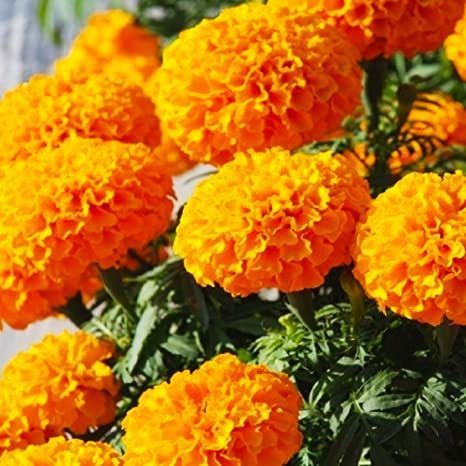 Marigold Flower Seeds, Mixed Colour, Imported - 40 seeds
