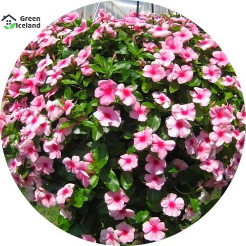 Vinca/Noyontara Flower Seeds - 20 Pcs Seeds