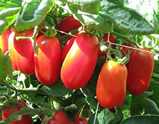 ইতালিয়ান হাইব্রিট ১২মাসি টমেটোর বীজ seed - 40 pcs  পিস