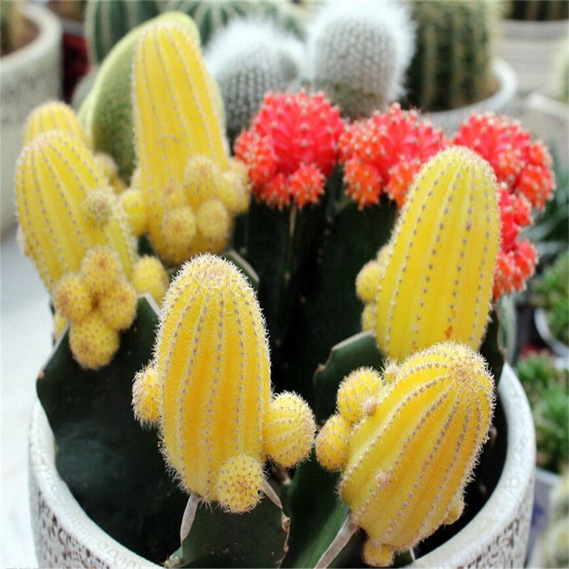 Mixture Of Cactus Seed Rare succulent plants for home and garden, High Germination- 20Pcs seeds