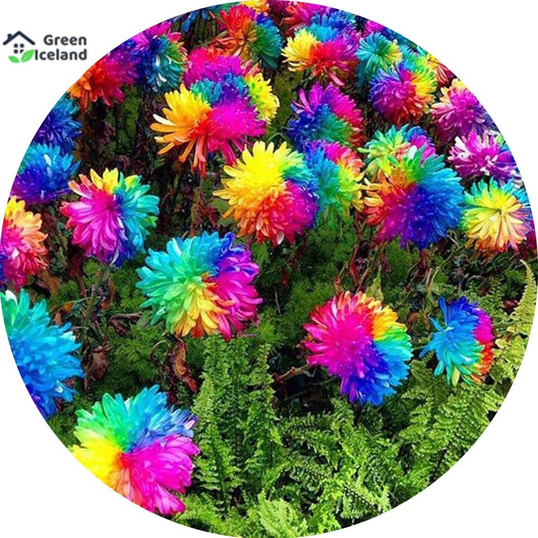 20 Pcs Natural Rare Rainbow Chrysanthemum Flower Bonsai Seeds