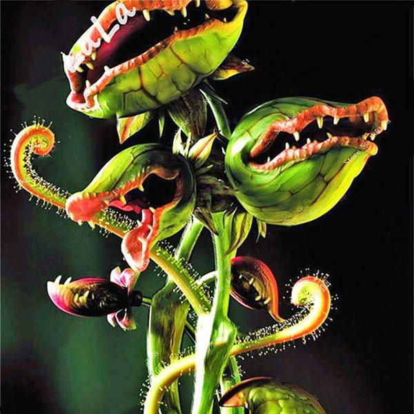 10 Pcs(বীজ)Flytrap Seeds Garden Potted Dionaea Muscipula Giant Carnivorous Plant Seeds
