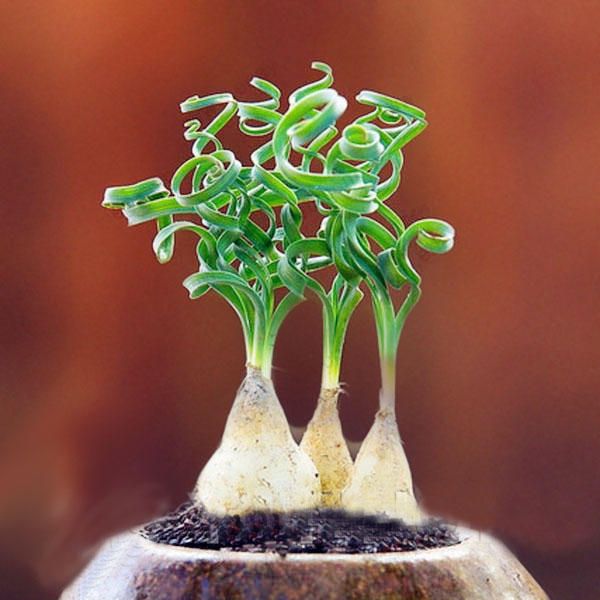 50 Pcs Sprial Grass Seeds Green Succulents Plants Garden DIY Bonsai Potted Flower Seed