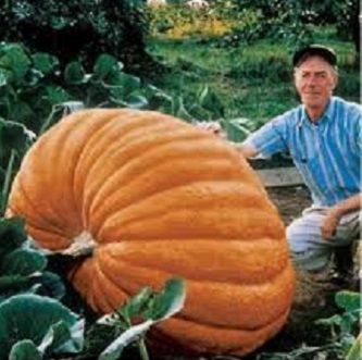 Pumpkin Quality bonsai tree 20 pcs seeds brazil