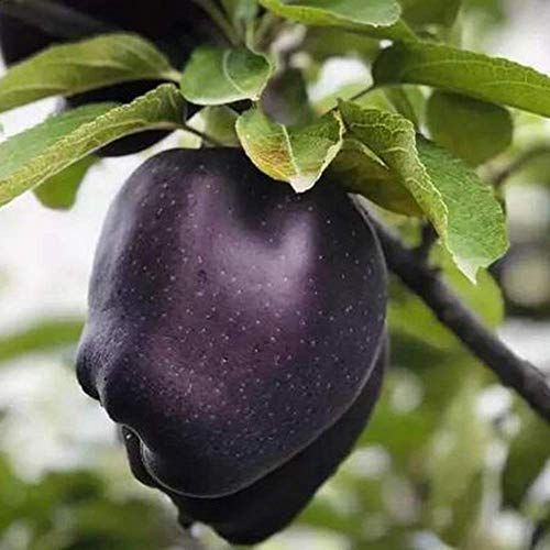 Black diamond apple tree plants dwarf apple bonsai rare perennial fruit plant for home garden plants seeds- 15 Pcs seeds