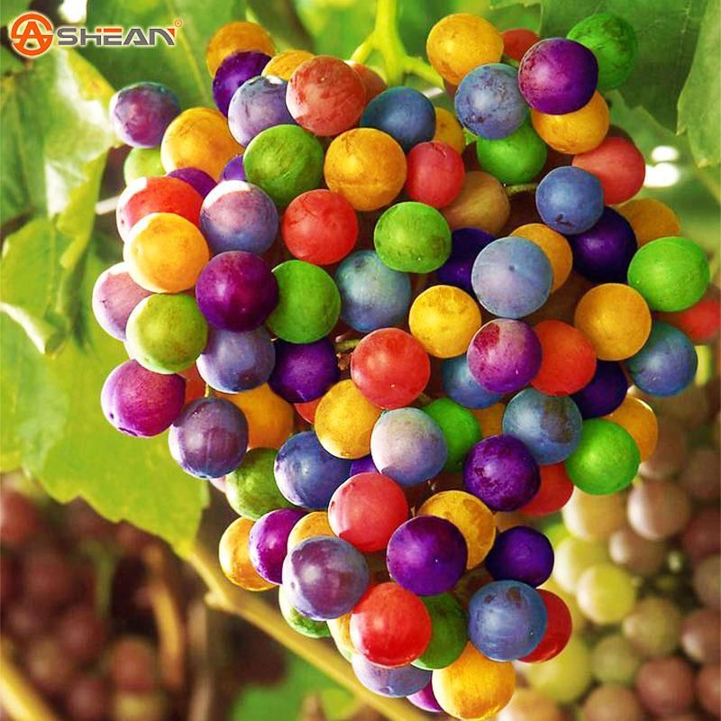 Grape Seeds Rainbow Colorful Garden Fruit Plants Sweet Kyoho Grape Seeds- 20Pcs seeds