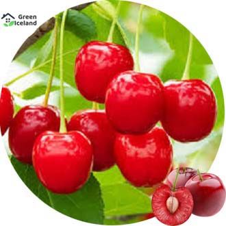 10 Pcs Global Sweet Cherry Plant Seeds