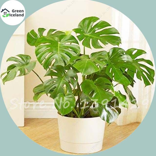 Organic Palm Turtle Leaves Seeds- 30 Pcs Seeds