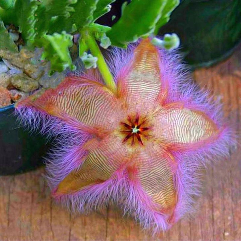 40 Pcs/Pack Stapelia Pulchella Seeds Colorful Cactus Lithops Bonsai Garden Courtyard Plants