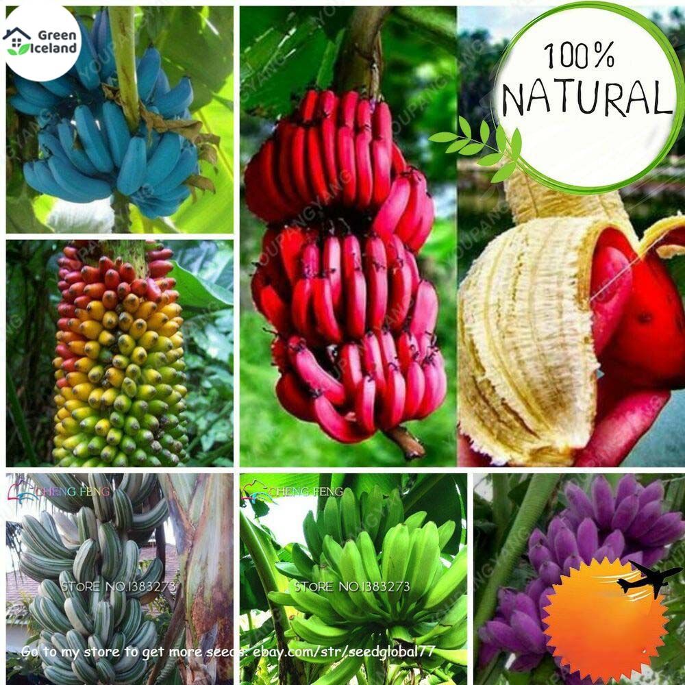 গ্লোবাল রঙিন কলা বীজ-30 পিস বীজ