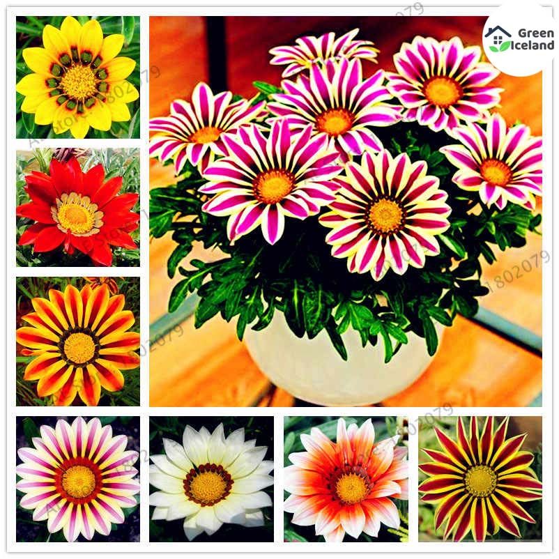 10 Pcs Gazania (African Daisies) Flower Seeds - 10 Pcs Seeds (Imported Global Seeds)