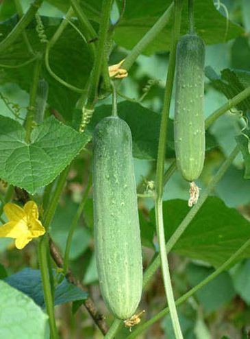 Cucumber Deshi Shosha (Lal teer) 30 seeds (Repack & include gift- 3 items).