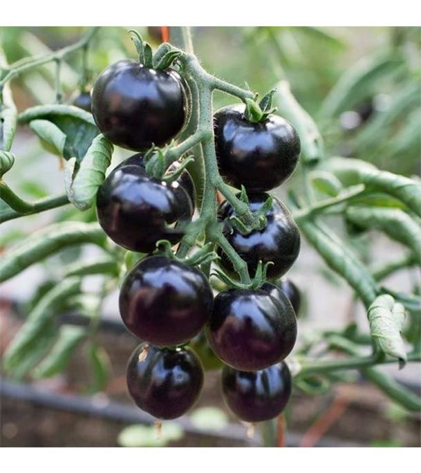 30 Pcs Global Black Cherry Tomato Seeds
